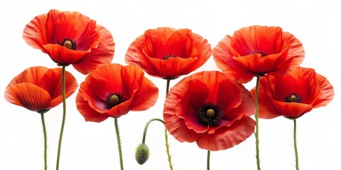 Fototapeta premium Vibrant red poppy flowers bloom in a row against a crisp white background, evoking memories of summer's warmth and peace, perfect for Memorial Day tributes.