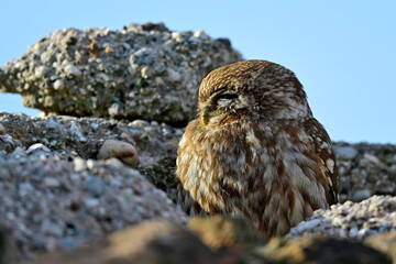 Steinkauz // Little owl (Athene noctua)