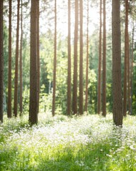Fototapeta premium Peaceful Scenic Forest with Sunlit Tall Trees and Wildflowers in Daylight – Perfect for Nature Walks and Tranquil Moments