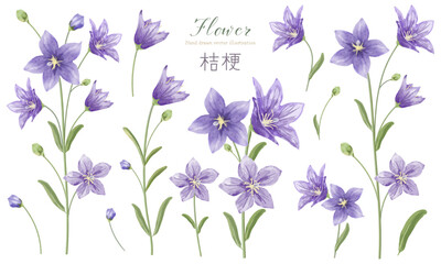 水彩で描いた桔梗の素材セット