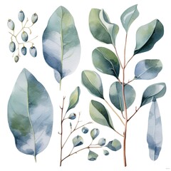 Obraz premium Watercolor illustration of eucalyptus leaves and berries.
