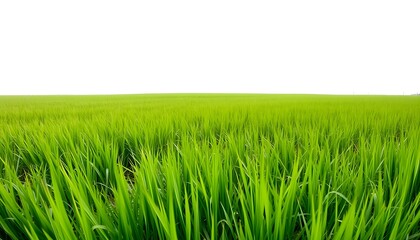 Fototapeta premium A vibrant close-up of fresh green grass blades isolated against a white background. The lush grass is vividly colored, with sharp edges and natural variations in texture, creating a sense of freshness