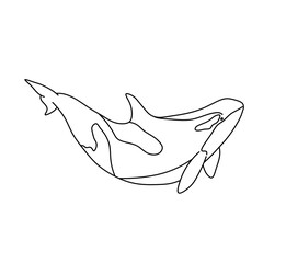 Vector isolated one single killer whale colorless black and white contour line easy drawing