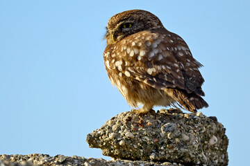 Steinkauz // Little owl (Athene noctua)