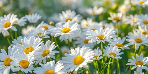 Fototapeta premium Daisies blooming in lush grass. Summer and nature concept for greeting cards and wallpapers. Banner with copy space.