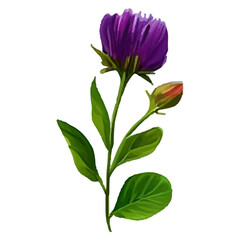 Purple flower with green leaves and bud.