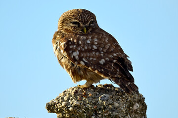 Little owl // Steinkauz (Athene noctua) 