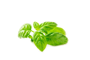 Basil isolated on white background. Fresh organic basil leaves isolated on white background. Spices. Vegan.