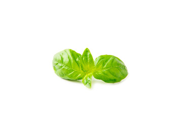 Basil isolated on white background. Fresh organic basil leaves isolated on white background. Spices. Vegan.