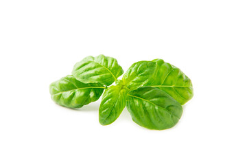 Basil isolated on white background. Fresh organic basil leaves isolated on white background. Spices. Vegan.