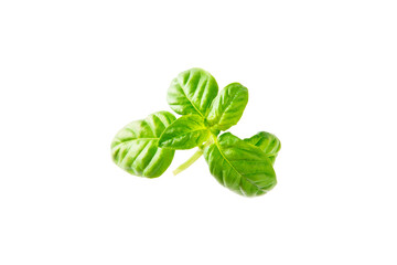 Basil isolated on white background. Fresh organic basil leaves isolated on white background. Spices. Vegan.