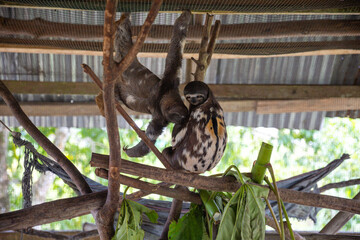 Pair of sloth bears together forever