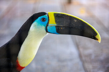 Peruvian rainforest toucan looking at the camera