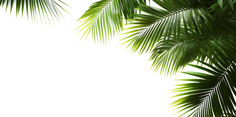 Frame with Tropical leaves on white background with copy space for text	