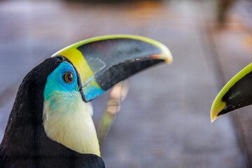 Peruvian rainforest toucan looking at the camera