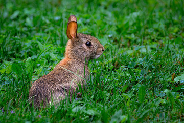 Babby bunny rabbit backlit by the morning sun sits in the wet grass after a morning shower in Windsor in Upstate NY.  