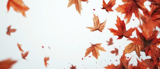 fall leaves. with copy space image. Place for adding text or design