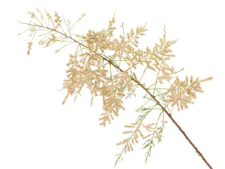 Branch of salt cedar or tamarisk shrub with flowers and leaves isolated on white, Tamarix ramosissima
