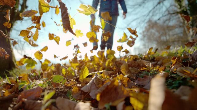 LOW ANGLE VIEW, LENS FLARE, SLOW MOTION: Colorful leaves blown by a leaf blower. A scattering of flying autumn foliage with an unrecognizable woman using a portable gardening device in the background.