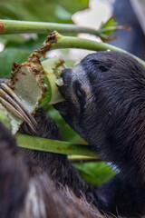 Portrait of a Sloth Bear eating in the Peruvian jungle