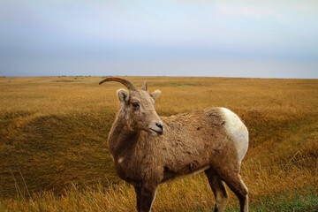 Obraz premium Deer in the wild field