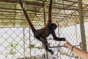 Monkey in a cage gets food from visitors