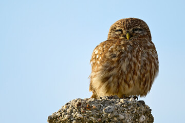 Steinkauz // Little owl (Athene noctua)