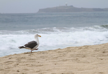 seagull on the beach
