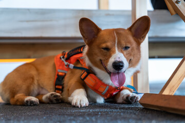 An adorable Pembroke Welsh Corgi sitting comfortably on the floor, wearing a bright orange harness. The dog is looking directly at the camera with its tongue out, creating a friendly and joyful.