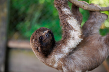 Peruvian jungle sloth bear