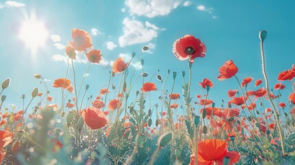 Obraz premium A vibrant field of poppies under a bright blue sky.
