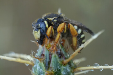Closeup on a European red list bee species, Trachusa interrupta, resting on a Centaurea solstiitialis in the rain.