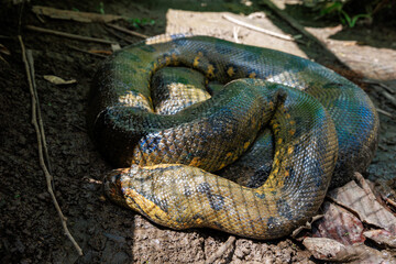 Anaconda. The green or common anaconda is a species of constrictor snake of the boa family.