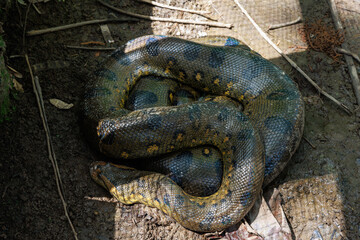 Anaconda. The green or common anaconda is a species of constrictor snake of the boa family.