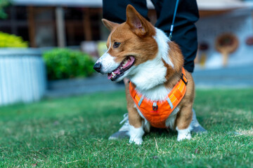 A cheerful Pembroke Welsh Corgi standing on green grass, with a bright orange harness and a joyful expression. The Corgi’s ears are perked up, and it is looking directly at the camera,