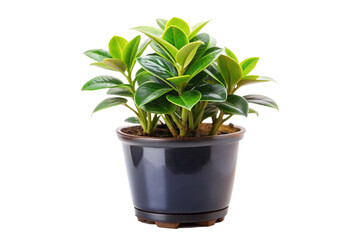 Fototapeta premium House plants in black pot png
