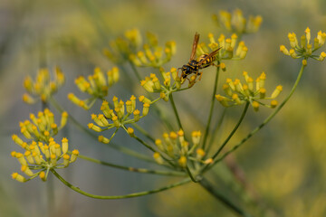 Wespe im Blütenstand vom Fenchel.