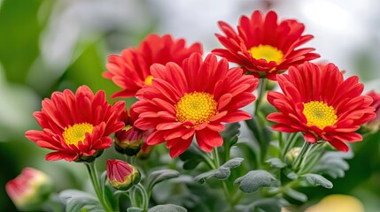 Vibrant red chrysanthemums bloom in an autumn garden with bokeh background