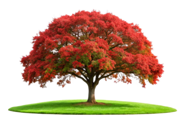 Large tree red leaves composition design on green grass png