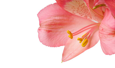 pink alstroemeria flower, Lily of the Incas, in vase on isolated white background close-up