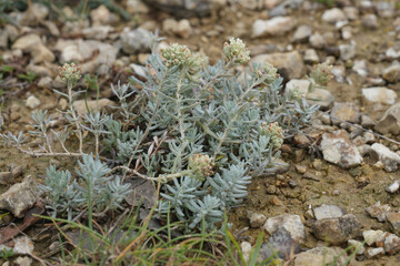 Closeup on a felty germander sub-shrub wildflower, Teucrium aureum in the Gard, France