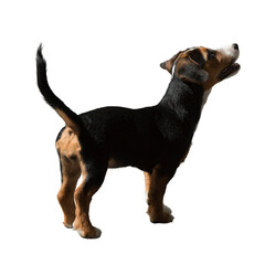 A black, brown and white puppy stands on a black background, looking up with its mouth open.