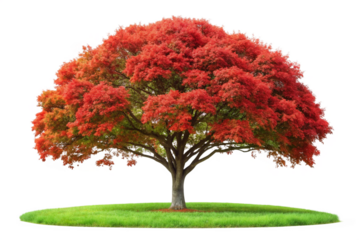 Large tree red leaves composition design on green grass png