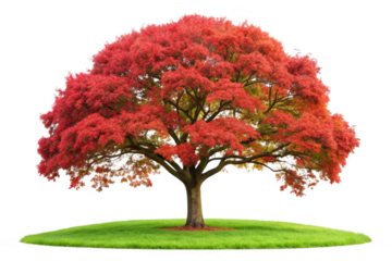 Large tree red leaves composition design on green grass png