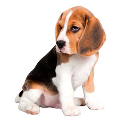 A cute beagle puppy with brown, white, and black fur sits with its head tilted, looking slightly to the left.