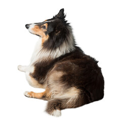 A fluffy, black and white collie dog sits on a black background, looking up and to the left.  The dog's tail is tucked under its body.