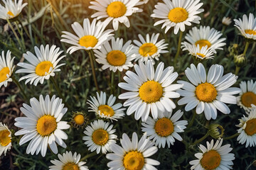 Obraz premium overhead photography of daisies