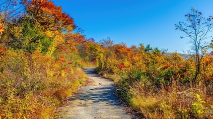 Scenic autumn pathway lined with colorful trees in a natural landscape on a clear blue sky day