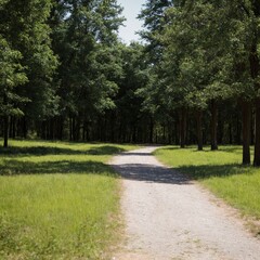 Obraz premium Camino Forestal Sereno: Explora la Belleza Natural