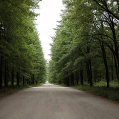 Obraz premium Explora Paisajes Naturales Perfectos para Fotografía